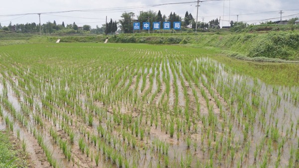 铜梁区高标准农田建设。杨云兵摄