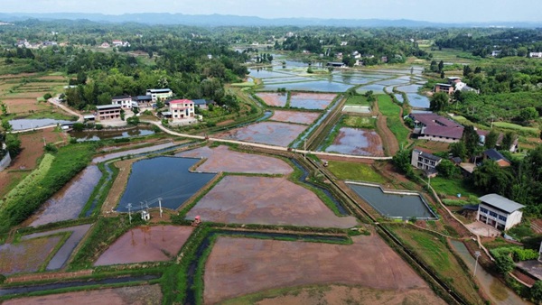 铜梁插腊村米粉稻种植区。村村旺供图